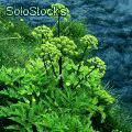 Wholesale Bulgarian herbs - Zdjęcie 2