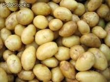 Wholesale fresh potatoes. Pomme de terre