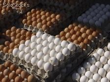 Wir haben fruchtbare Bruteier Huhn Eier zum Verkauf