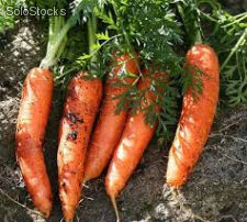 zanahoria, lechuga y cebolla