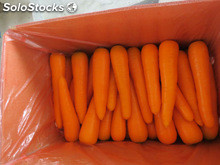 zanahorias frescas
