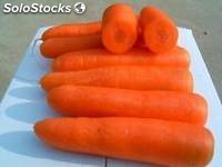 zanahorias frescas