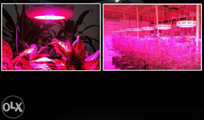 Żarówki upraw y a roślin hps LED lampa hodowla zwierząt 6W spectrum światła widz - Zdjęcie 5