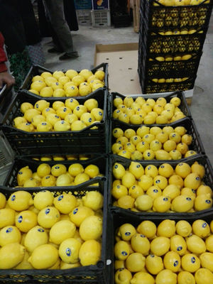 Zitronen aus Ägypten
