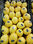 Zitronen aus Ägypten - 2